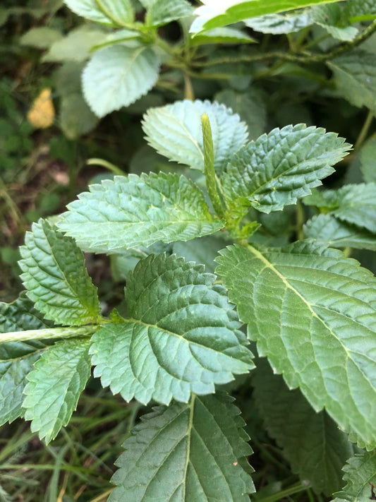 Blue Vervain (Dried)