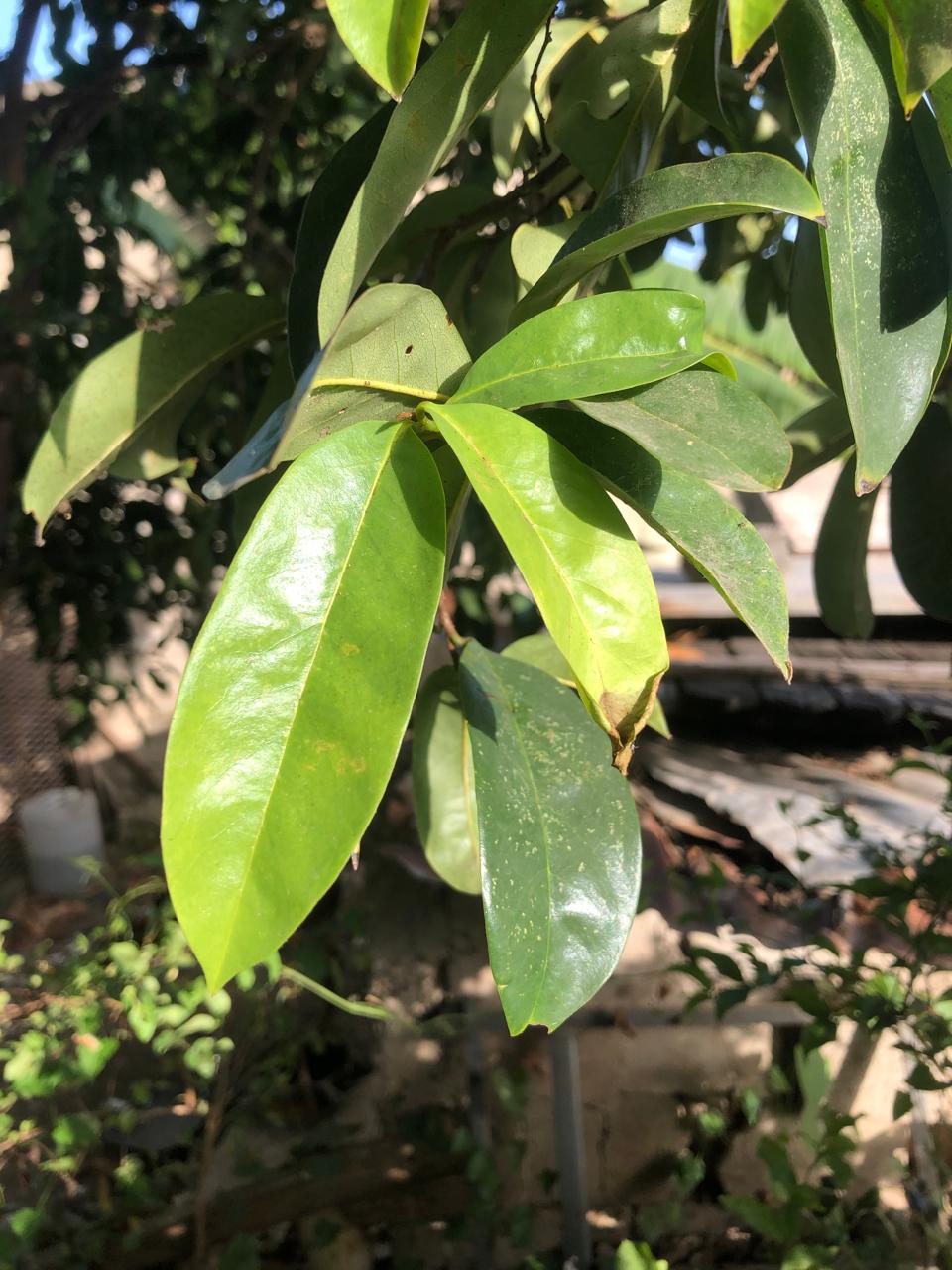 Soursop Leaves (Dried)