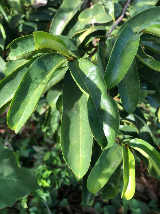 Soursop Leaves (Dried)