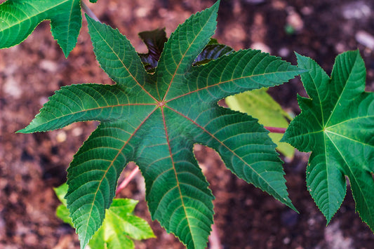 Castor Leaves (Dried)